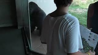 gorilla spin