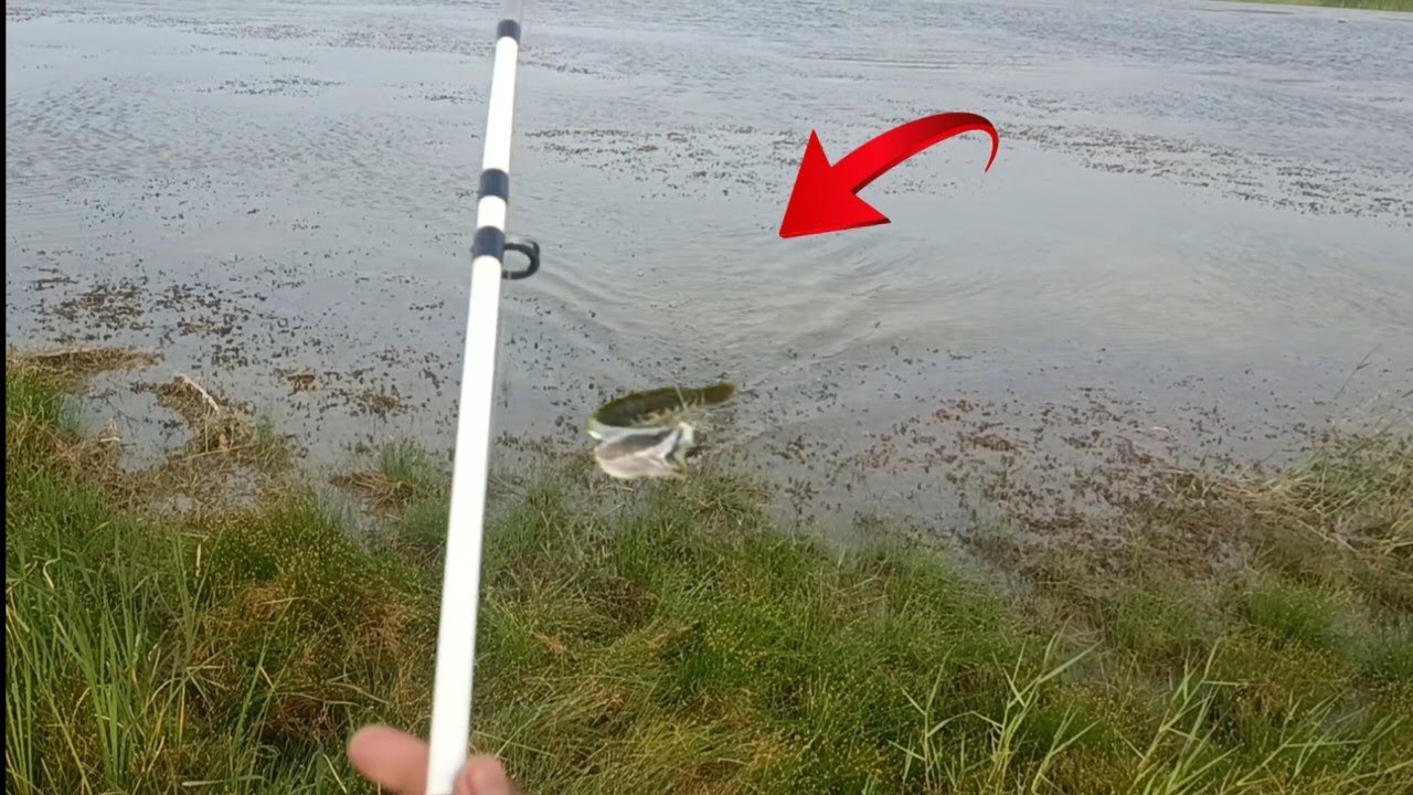 కోరమట్ట Hunting BIG size snake head Fishing Full Damege Frog