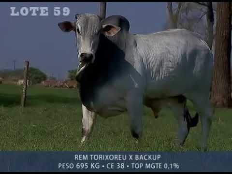 LOTE 59