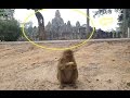 life of cavan playing with brother, monkey eating corn, life of cavan wi...