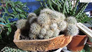 Выводим КАКТУСЫ из периода покоя. Секрет обильного цветения. Выводим КАКТУСЫ из периода покоя. Секрет обильного цветения.
