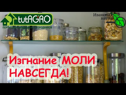 Самое эффективное средство от моли в домашних условиях