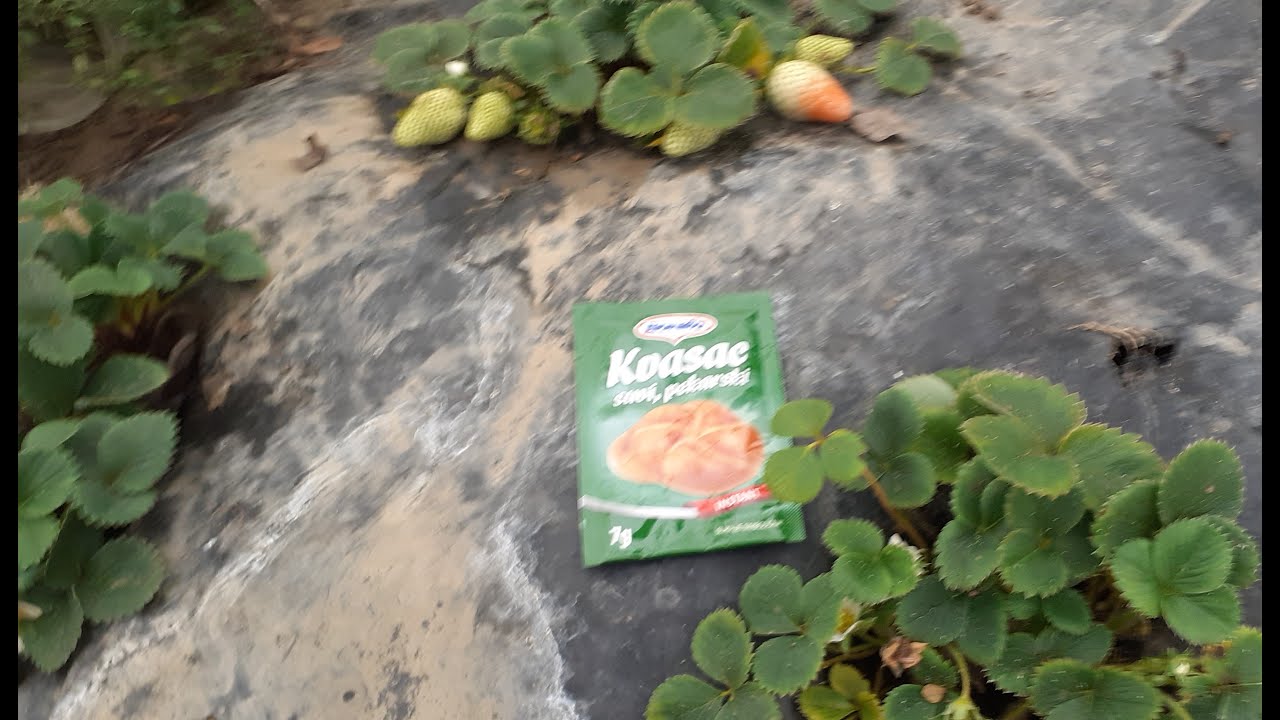 Zašto treba koristiti kombinovano đubrivo od kvasca