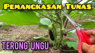 Cara pemangkasan/perempelan tunas terong ungu