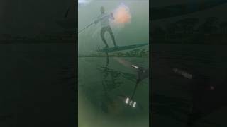 SUP foiling while studying jellyfish and eelgrass.???? #shorts