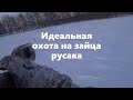 Идеальная охота на зайца русака