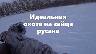 Идеальная охота на зайца русака