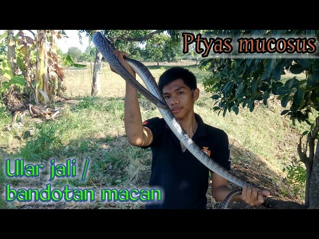 Kiev metro bekatida fohisha, Margo