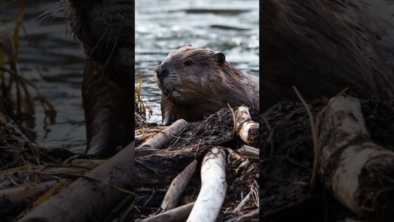 What The Fur-Bearers Accomplished in February!