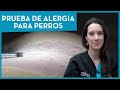 ¿Sabías que también se realizan pruebas de alergia a perros? 💉🐶