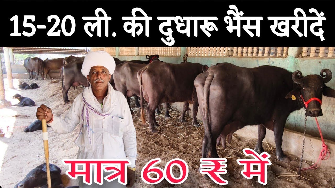 15-20 ली की दुधारू भैंस खरीदें सस्ते दामों में 🤙 जल्दी आओ जल्दी पाओ 🤗 Buffalo for sell in Gujarati 🐃