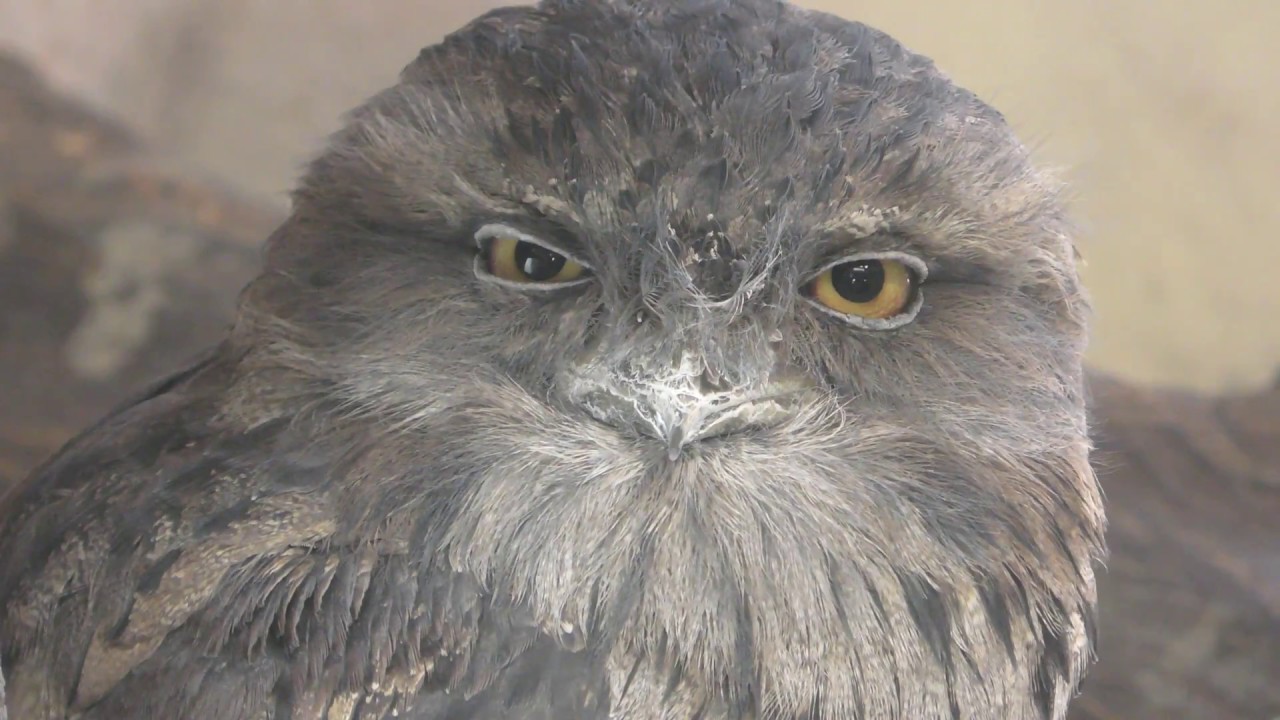 Frogmouth (Nasu Animal Kingdom, Tochigi, Japan) April 29, 2018