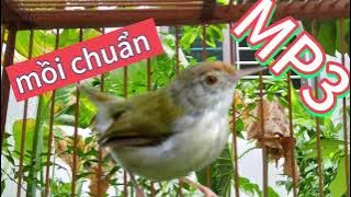 Tiếng sâu xanh mồi - tiếng sâu xanh gọi bầy - tiếng chim sâu đầu đỏ 