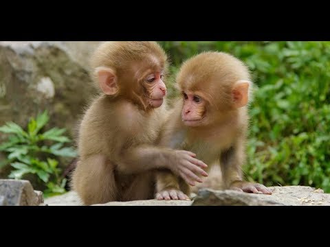 cute-monkeys-part-#3---love-story-monkeys-will-make-you-enjoy-compilation-2017---pet-cute-animals