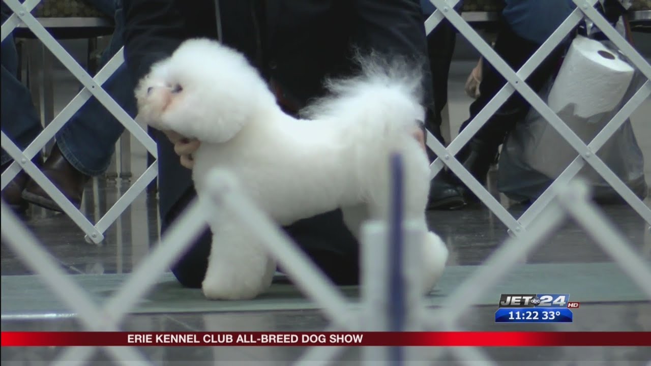 Erie Kennel Club hosts allbreed dog show at Bayfront Convention Center