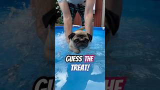 Can pugs swim dogswimming pug pugs swimming