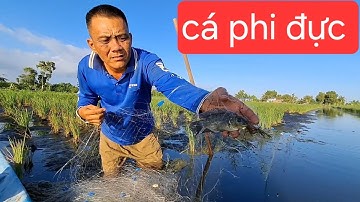 đi thăm lưới dính cá phi 