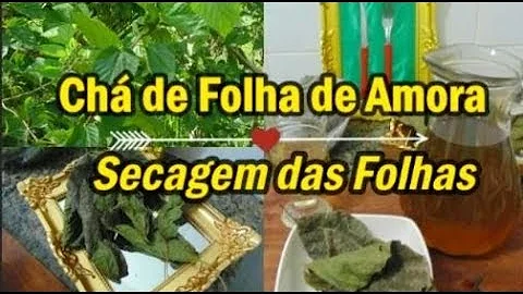 Como preparar as folhas de amora para secar?