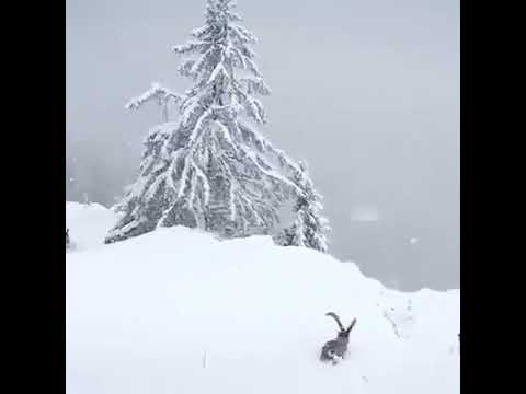 4 თებერვალი, 2020