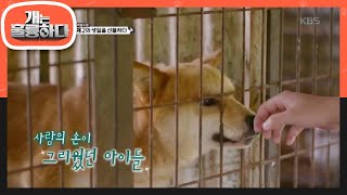 개는 훌륭하다 - 사람의 손이 그리웠던 아이들ㅠㅠ.20191118