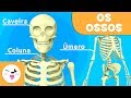 Os ossos para crianças| Sistema Ósseo | Corpo humano para crianças Mp3 Song