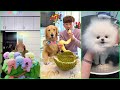 Tik Tok Chó Phốc Sóc Mini 😍 Funny and Cute Pomeranian #116