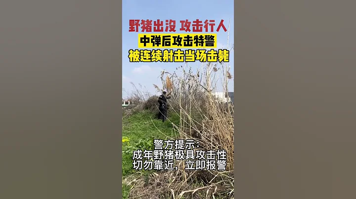 十分驚險！野豬出沒攻擊行人，特警槍擊野豬後遭瘋狂反擊！wild boar【真相記】 - 天天要聞