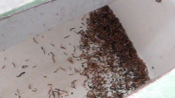 Tea Color Sorting Video--Angelon Tea Color Sorter