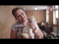 "Ковчег"- приют для бездомных кошек
