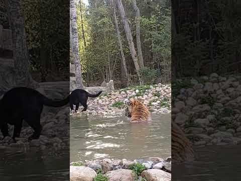 Тигруля купается #сафарипарк #animals #nature #забавныеживотные #tiger #wildlife #zoo #bigcat
