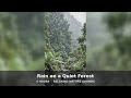 Rain on a Quiet Forest • 4 Hours • Nature Sounds for Studying, Focus &amp; Stress Relief