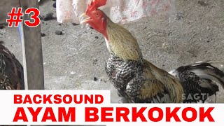 Backsound suara ayam berkokok - part 3 | No Copyright