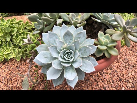 Vídeo: Peacock Echeveria Info: Saiba mais sobre o cuidado de suculentas Peacock Echeveria