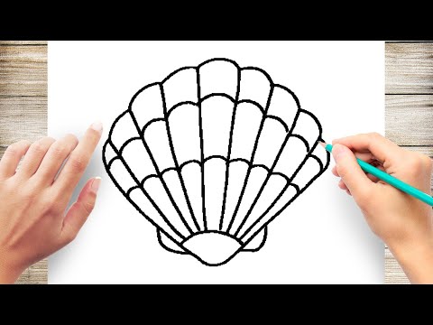 How to Draw a Seashell Step by Step 