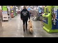 Boston Dg Trainers / Nahant Dog Trainers - 2.5 and 1.5 Year Old Golden Retrievers - Kiwi and Mochi Boston Dg Trainers / Nahant Dog Trainers - 2.5 and 1.5 Year Old Golden Retrievers - Kiwi and Mochi