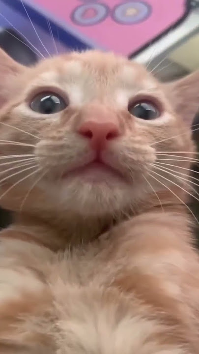 Funny Cat shorts #cats  #cat #funny #shorts #funnycats