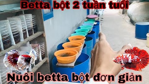 Thăm cá betta bột 2 tuần tuổi tại trại chú 3 lục bình-Thái Salem vê lốc