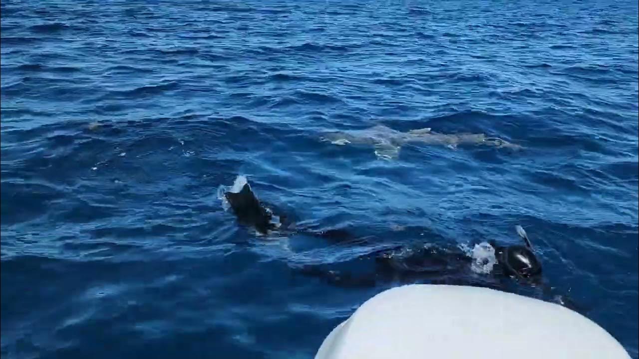 Shark dive with Shark Tours Florida 02/22/2023 - YouTube