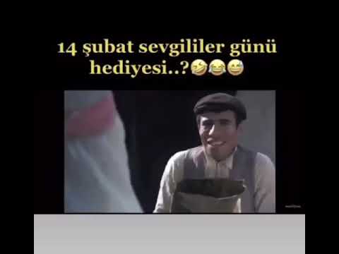 erkek kumral sa gdo karakedi 2