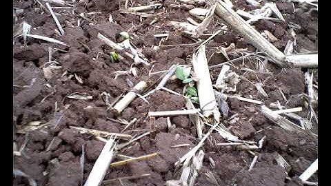 Soybean Emergence Time Lapse
