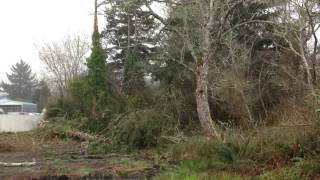 Alder tree gets cut down in Oregon - Part 2