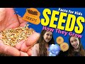 How do SEEDS Grow? Seed Germination For Kids | Facts For Kids