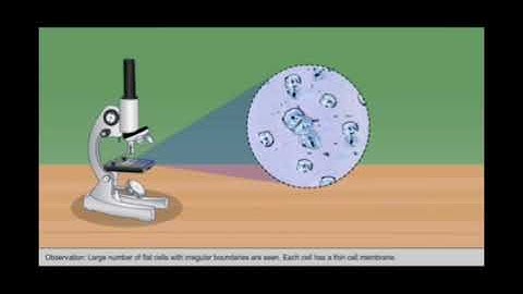 CASKETS OF LIFE | Chapter 1| Grade 6 |Basic Science