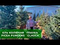 Ели колючие `Glauca` в питомнике ЁЛЫ ПАЛЫ