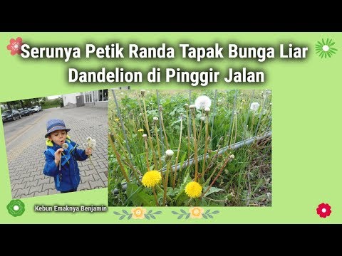 Petik Bunga Dandelion Randa Tapak Tanaman Liar Pinggir Jalan