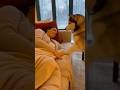 Husky’s Gentle Wake Up Call for Mommy!