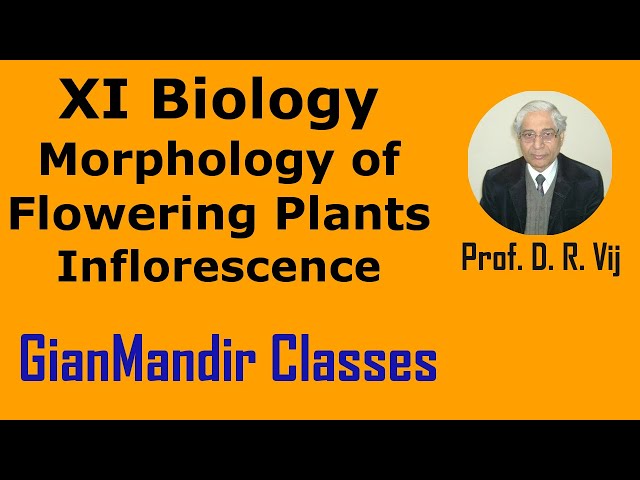 XI Biology | Morphology of Flowering Plants | Inflorescence by Taranjeet Sir