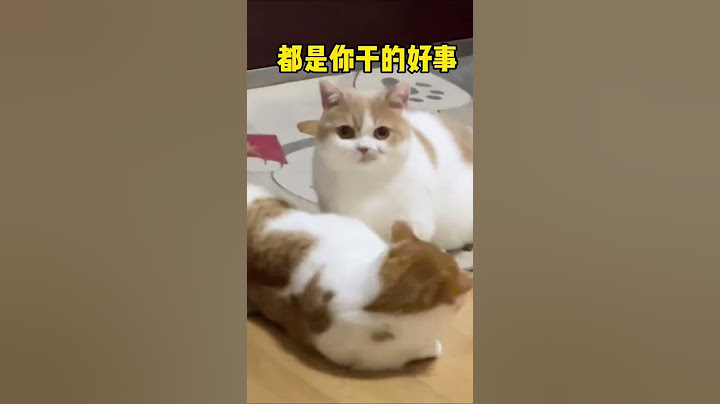 【矮脚虎凸凸】《关于我家公猫绝育后家里的小母猫发情这件事》