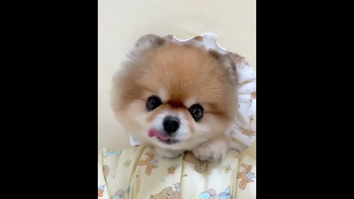日子一般般，快乐很简单，别让生活的压力挤走快乐，别让鸡零狗碎的事，耗尽你对生活的向往，人生得意须尽欢，嘚瑟一天是一天！ - 天天要闻