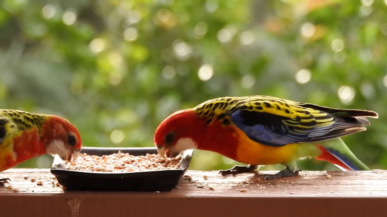 Eastern Rosellas feeding on the back deck YouTube